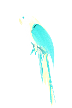 summer parrot